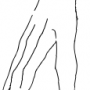 draconic-bones-feet-postures-gliding.png