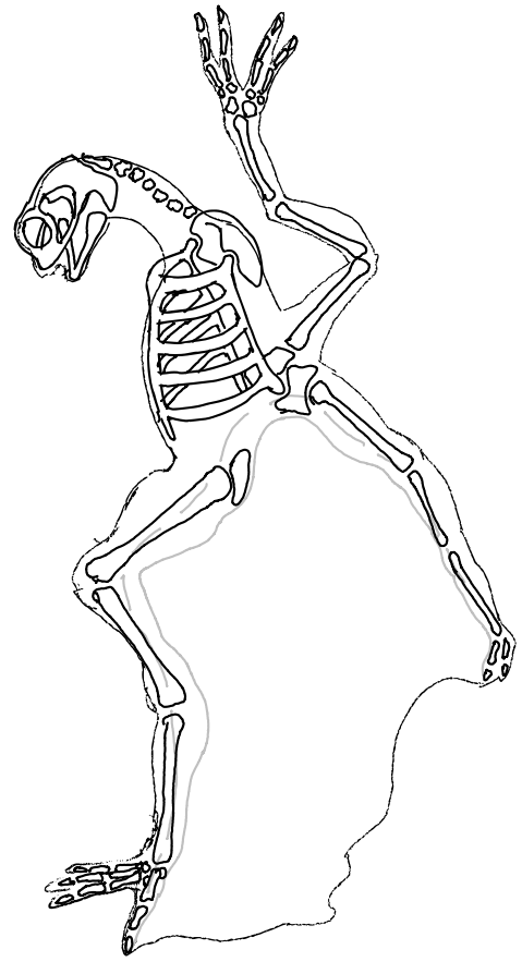Most of the important bones in a non-conjoined draconic body.