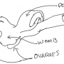 draconic-organs-genitals-female.png