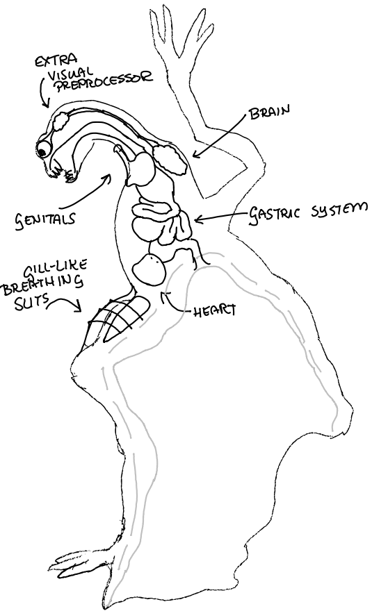 Most of the important organs in a non-conjoined draconic body.