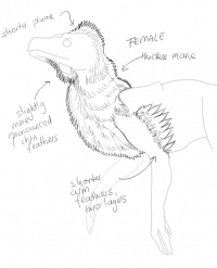 Female kavkema have thicker manes, shorter plumes, and shorter and fewer arm feathers than males.